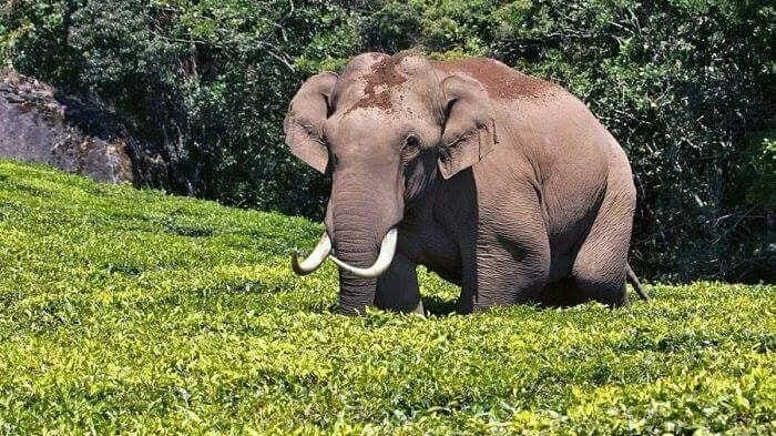 elephant.jpg