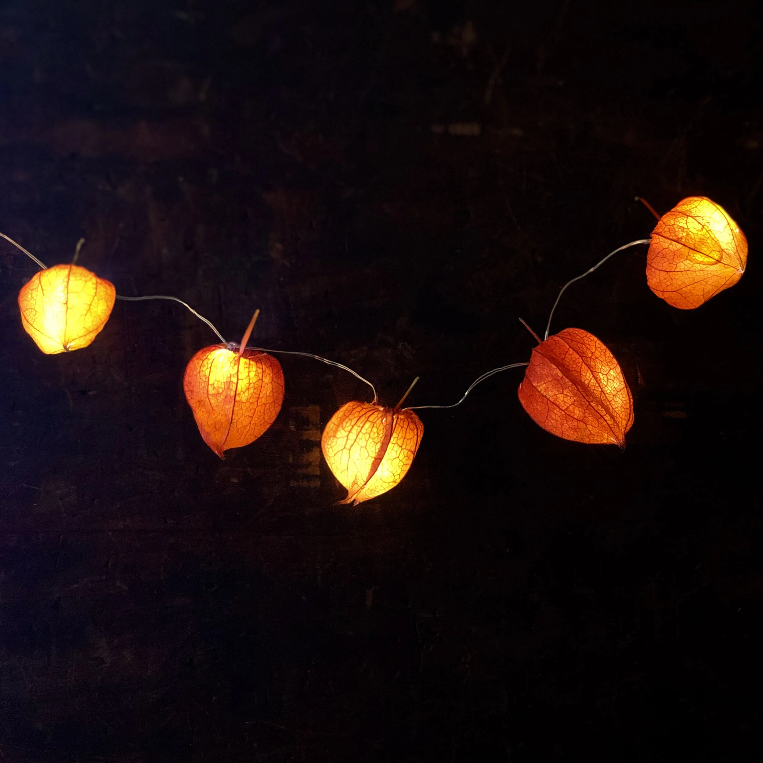 Physalis 8.jpg