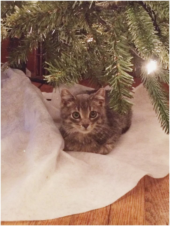 Entrusting my kitty to the Lord