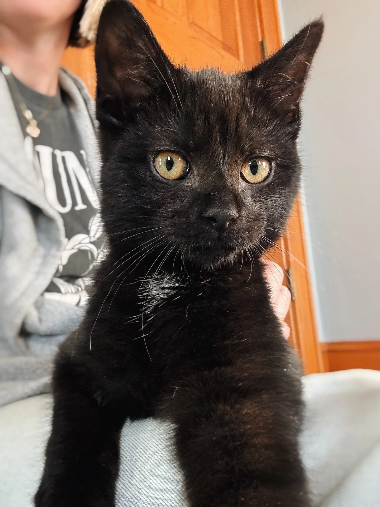 Meet Flicker: the wild kitten who quickly earned the nickname Coo Coo Cachoo for his off-the-walls antics and made me question keeping him. 🤪 

We&rsquo;ve had him since January and this is the first time I&rsquo;m sharing about him because I was st