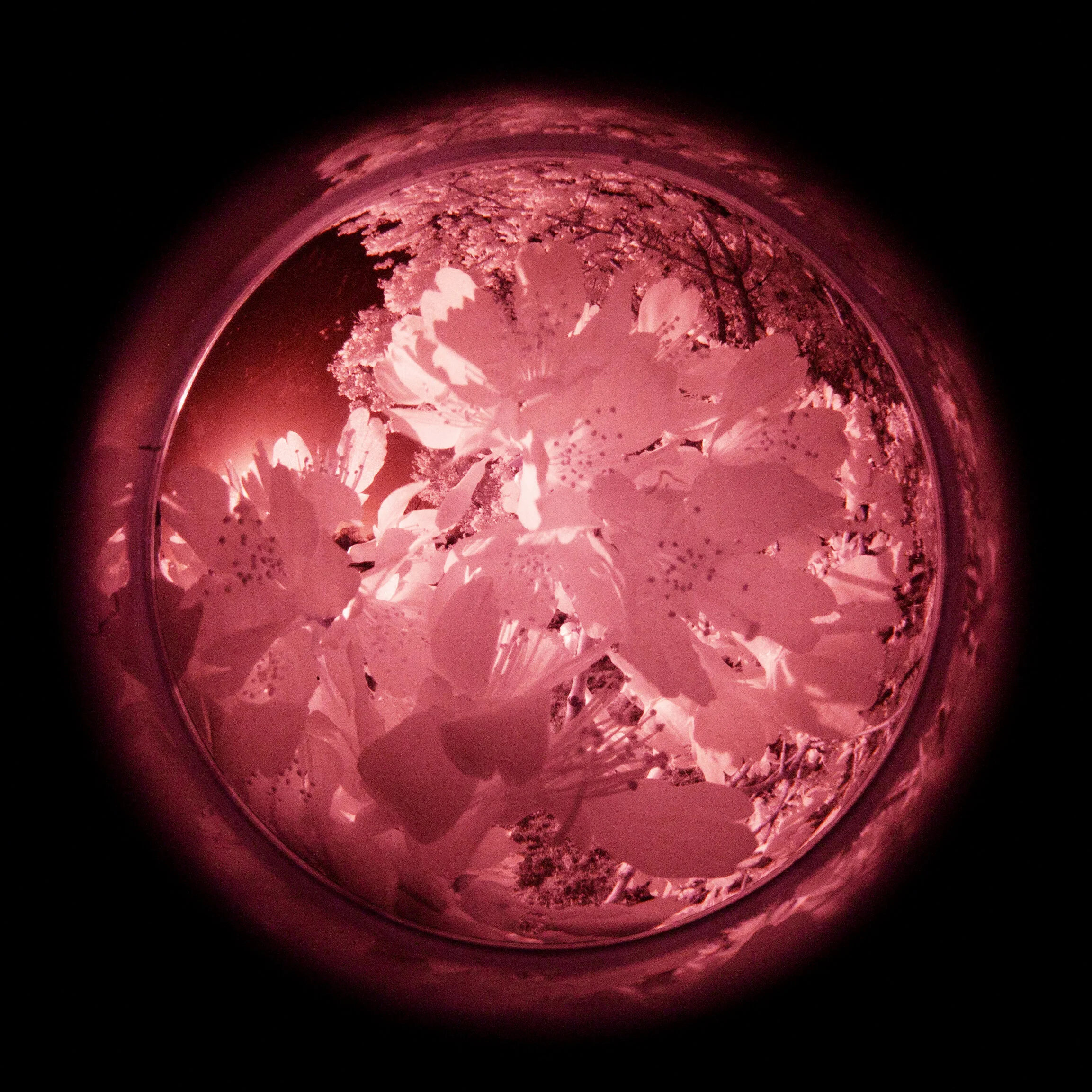 Infrared Photography