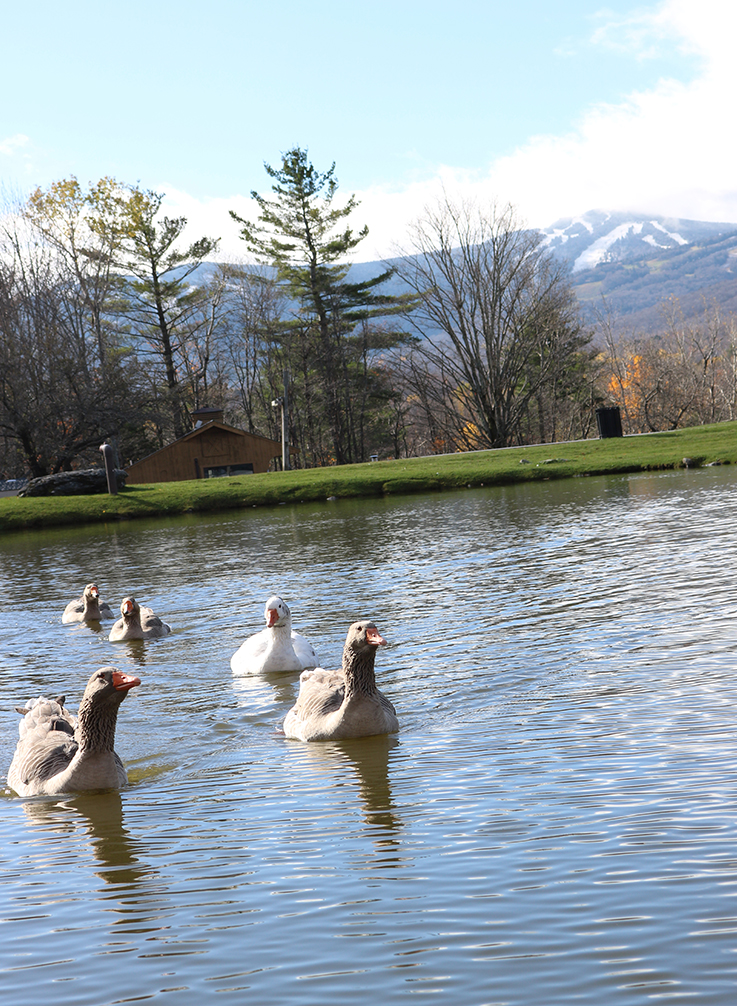 geese in fall.jpg