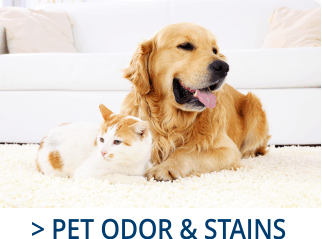 Pet and stain removal