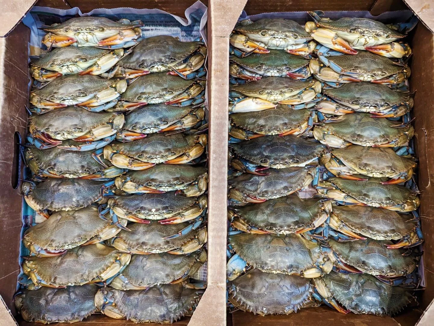✨soft shells crabs ✨
are backkkkkkkkk! 

just in and super fresh, these beauties will be featured tonight &amp; tomorrow night!