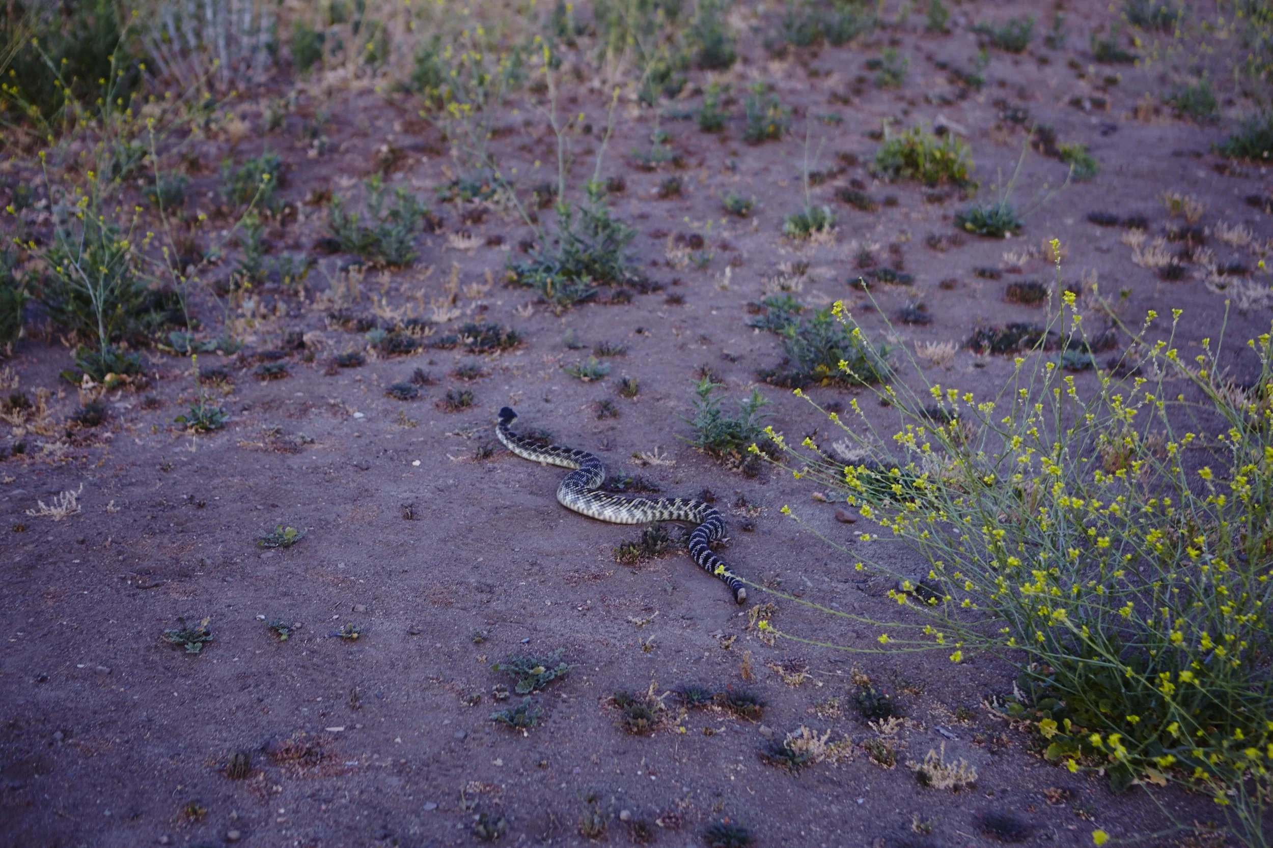 41-31-LA_trail1_024.jpg