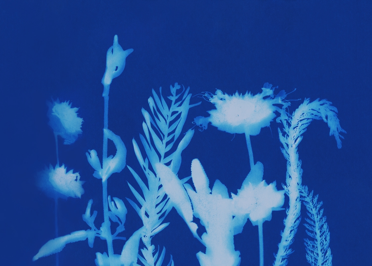 Terrace_WordmarkOnCyanotype_2.jpg