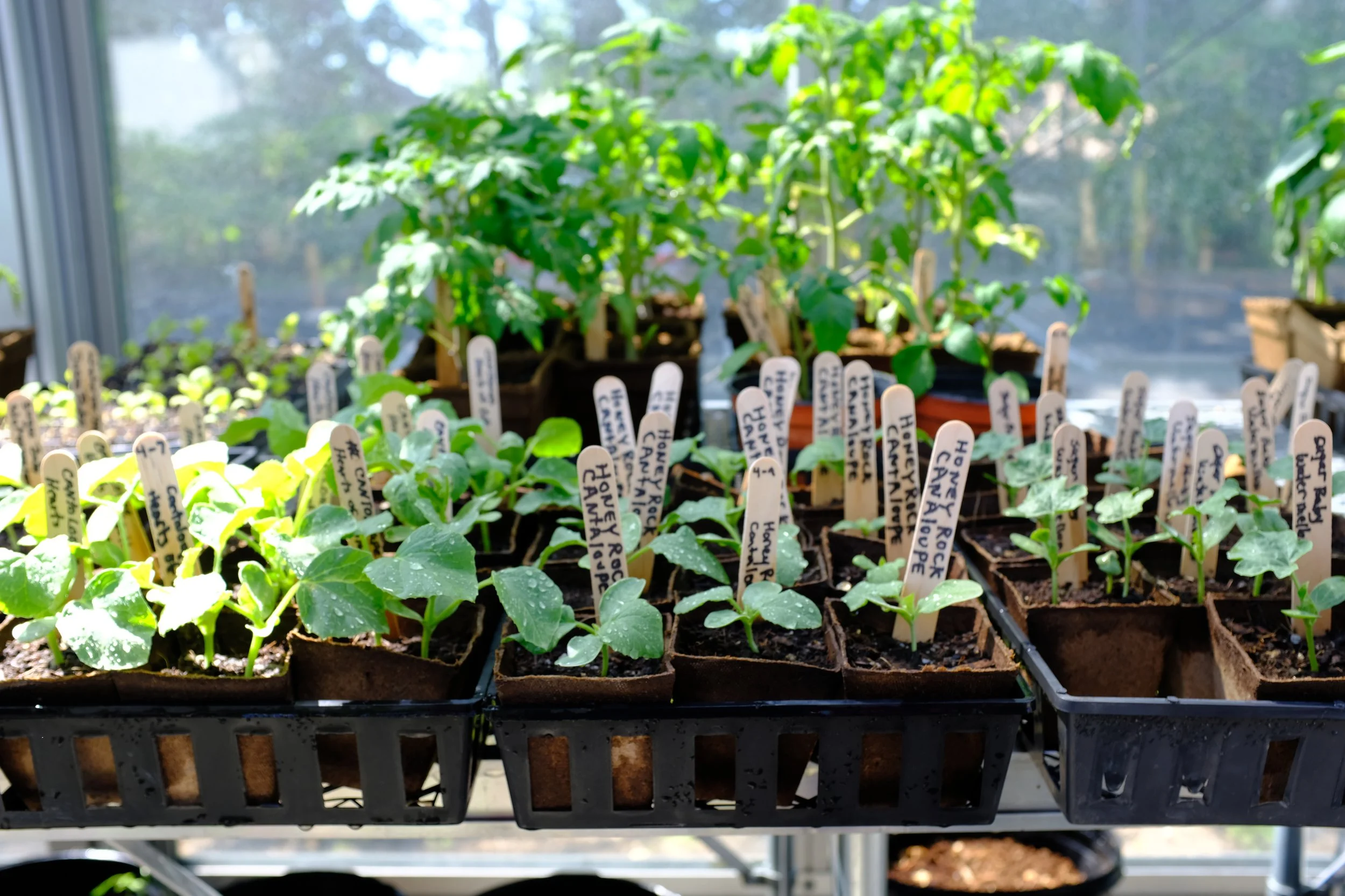 Your Gardening Questions Answered