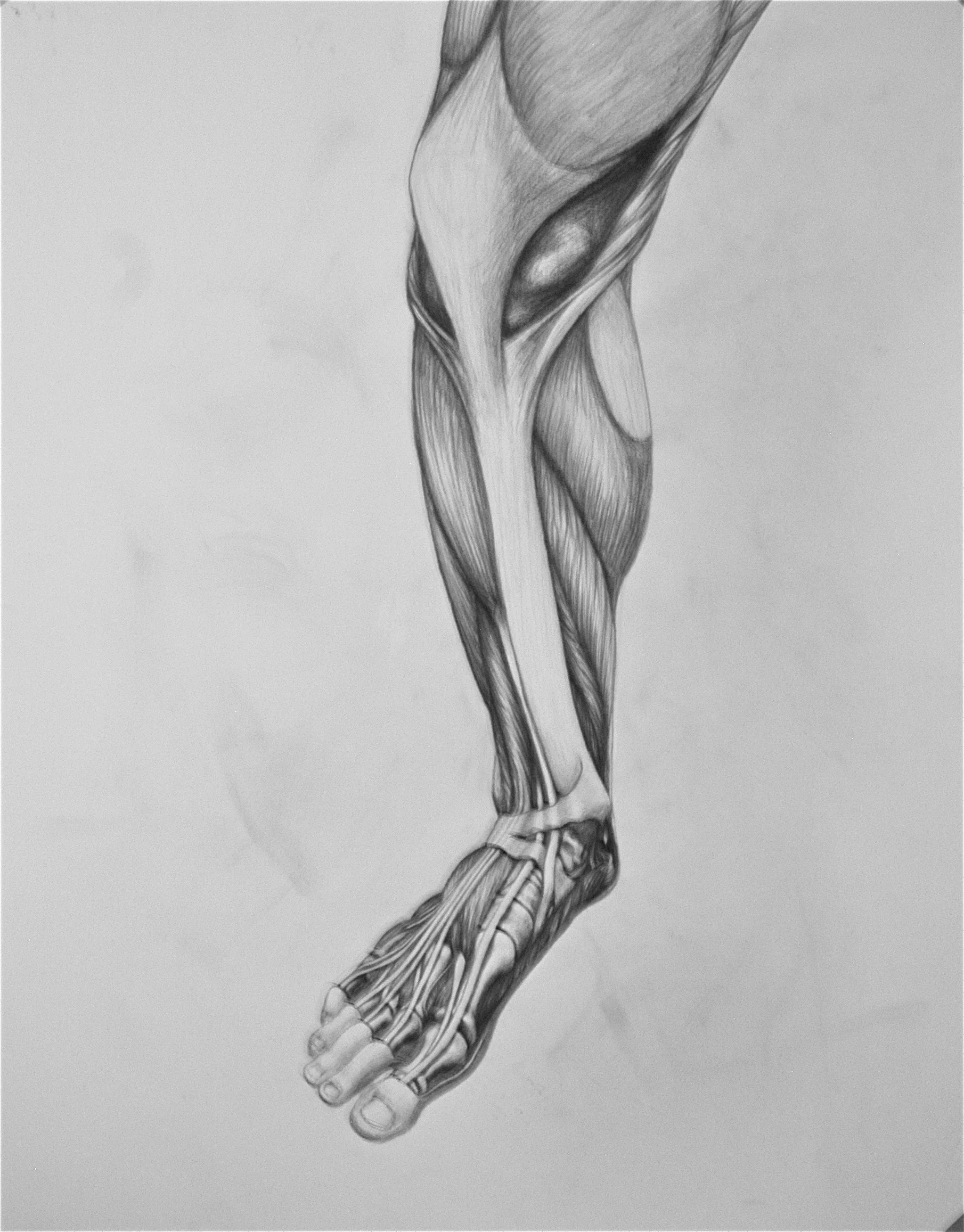 Anatomy of the Leg