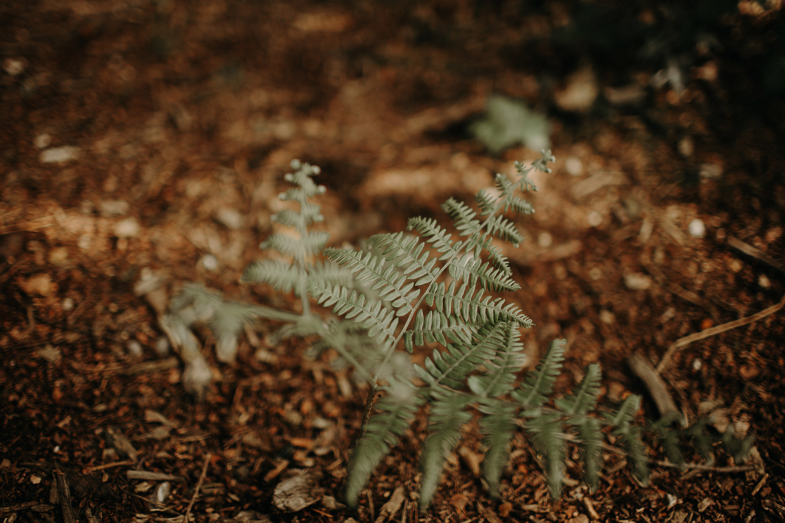 plant on the forest floor