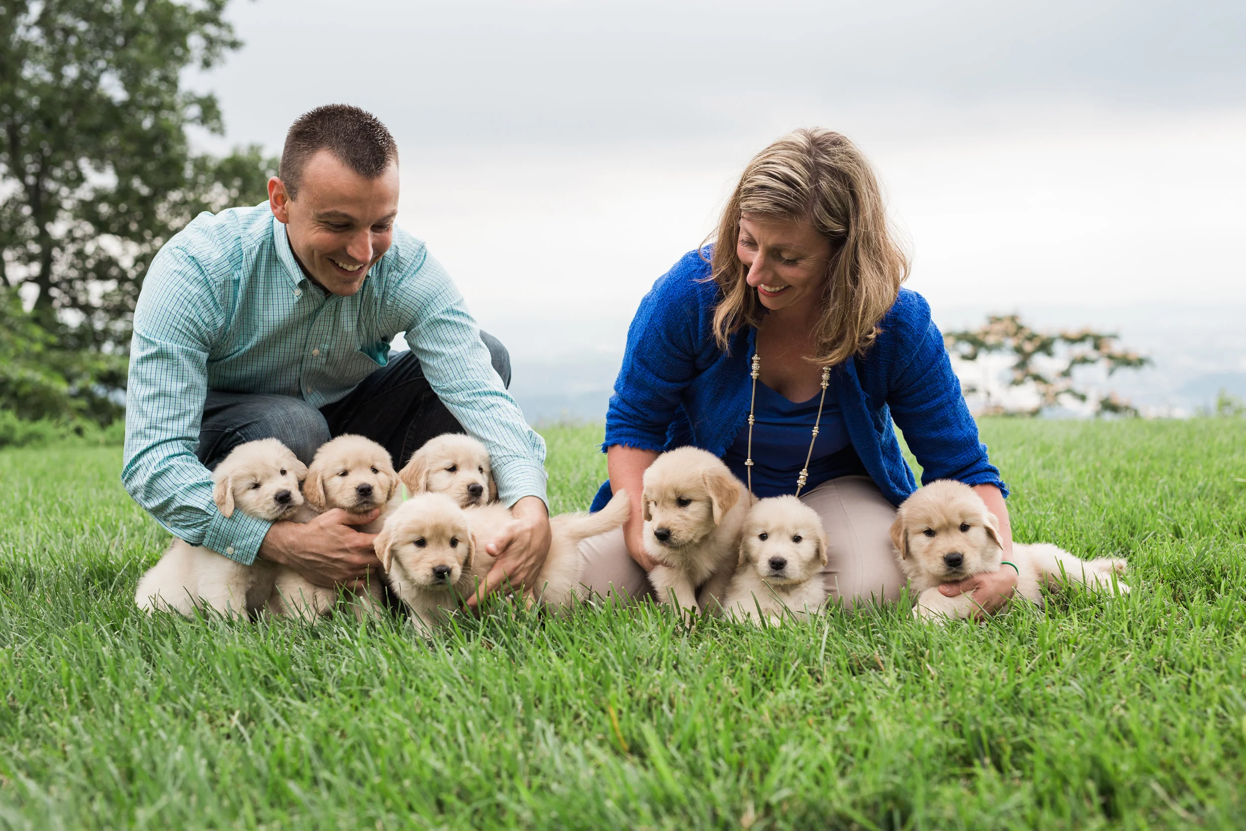 Ethos Golden Retrievers
