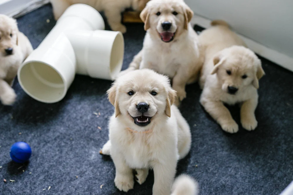 “Can I feed this to my dog, or will it make them sick?”