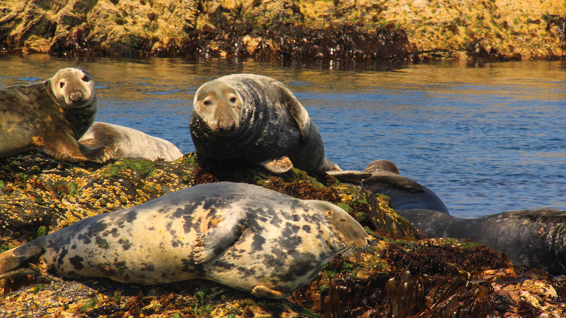 Local marine life