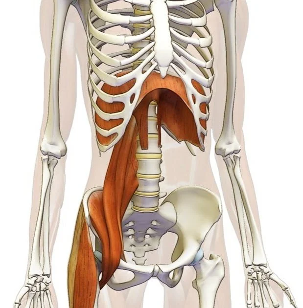 What’s the big deal about the Psoas muscle anyway?