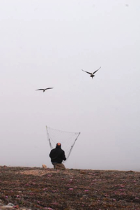 Dr. Adrian Aebsicher tries different types of traps to capture a long-tailed skua