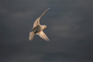 An ivory gull in flight.