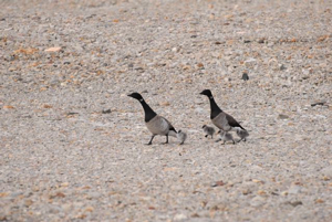 Brent geese and chicks.