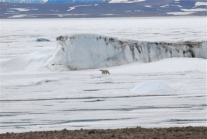 One of several polar bears which approached our camp.