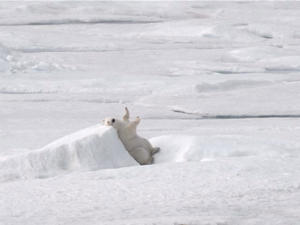 Polar bear on the sea ice.