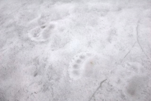 Polar bears footprints on snow.