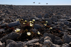 Arctic poppies.