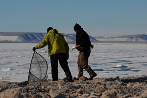 Dr. Olivier Gilg and Adrian Aebischer have just captured an ivory gull using a trap/net.