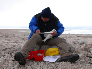 Dr. Adrian Aebischer fitting an ivory gull with a radio transmitter.