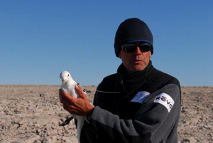 Luc Hardy ready to release an ivory gull fitted with a radio transmitter.