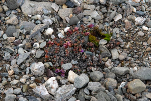 The northernmost purple saxifrage.