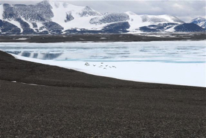 We saw 14 Brent Bernaches, the northernmost ever observed near a land mass.