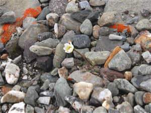 The northernmost Arctic poppy (and flower!) in the world on the northern tip of Kaffeklubben.