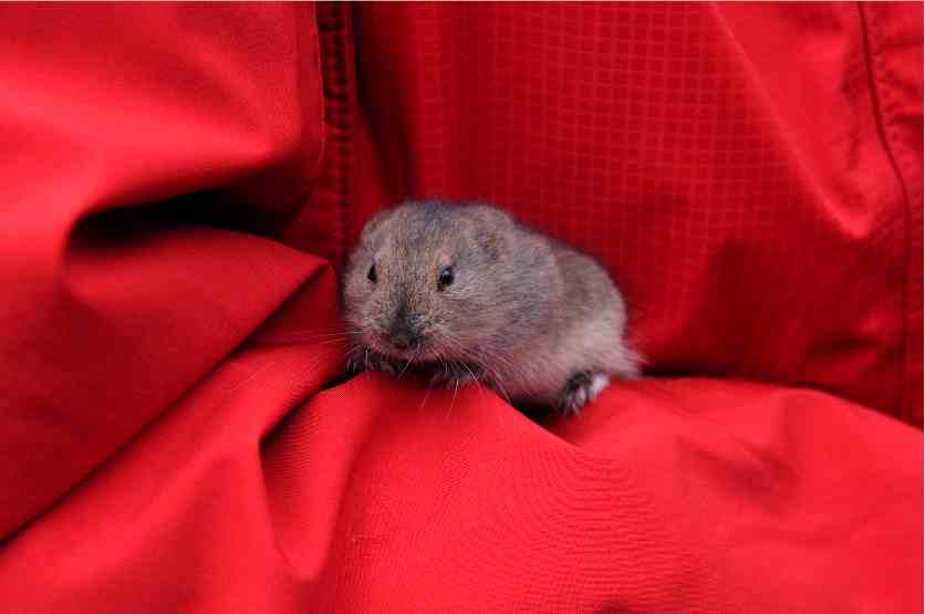 A curious lemming comes to our tents...