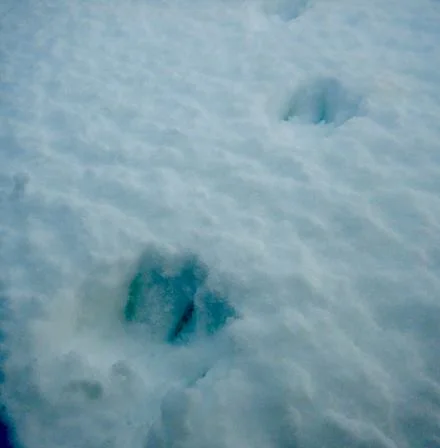 Arctic fox tracks on Zhokhov Island , East Siberian Sea.