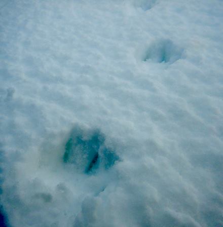 Arctic fox tracks on Zhokhov Island , East Siberian Sea.