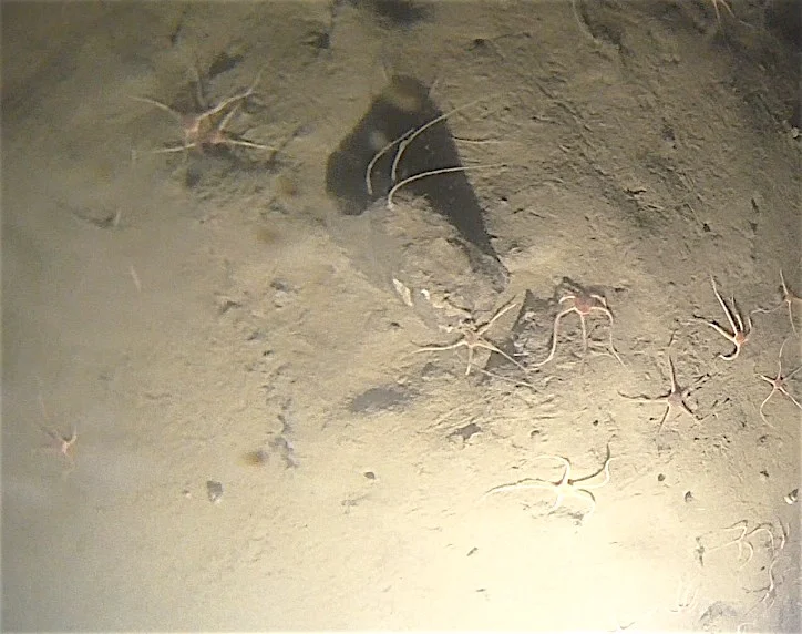 East Siberian Sea floor full of wildlife, visible if you can endure subzero temperatures to go film it... Thanks Aurore + Alexey
