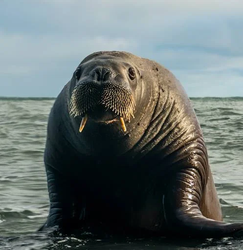 A curious walrus invites Aurore Asso and Alexey Molchanov (photo) for a free diving session…