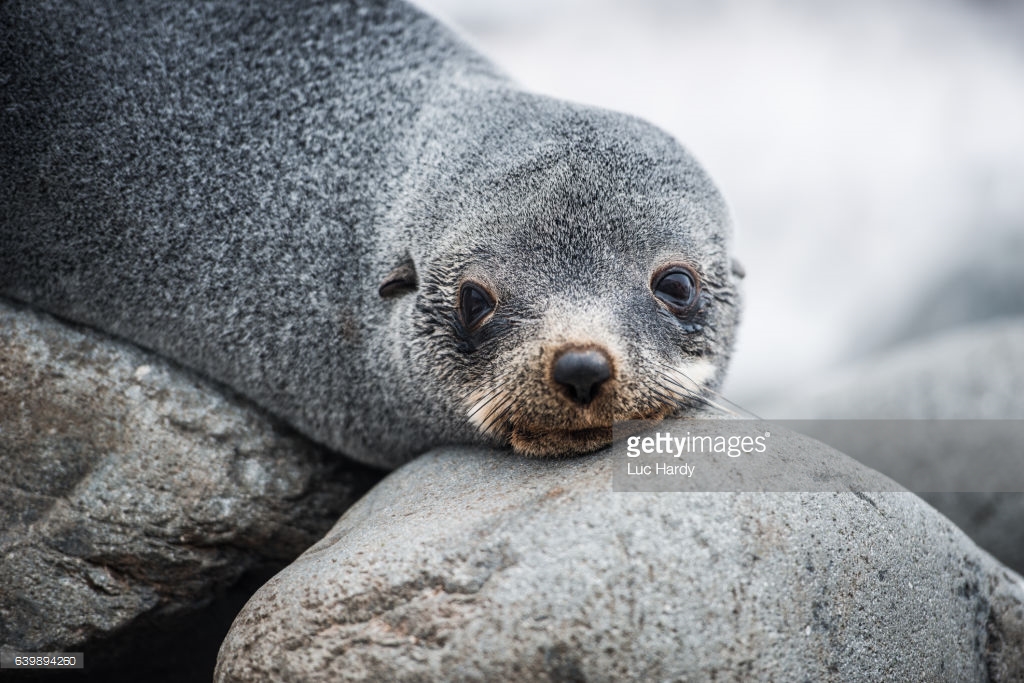 Antarctic Fur Seal-GETTY-639894260.jpg