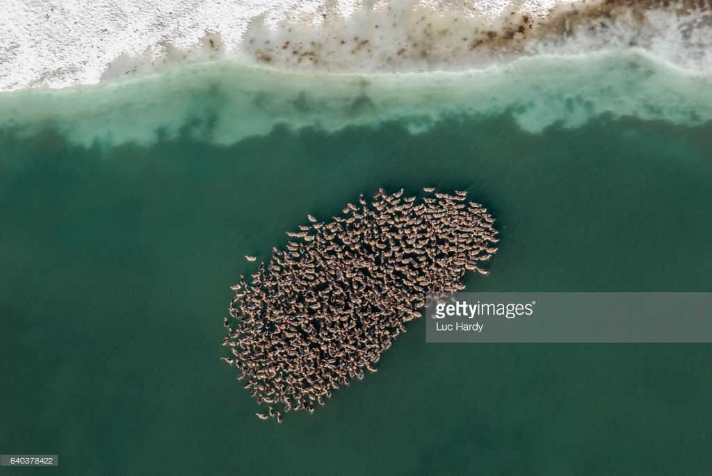 Group of geese swimming in Arctic Waters.jpg