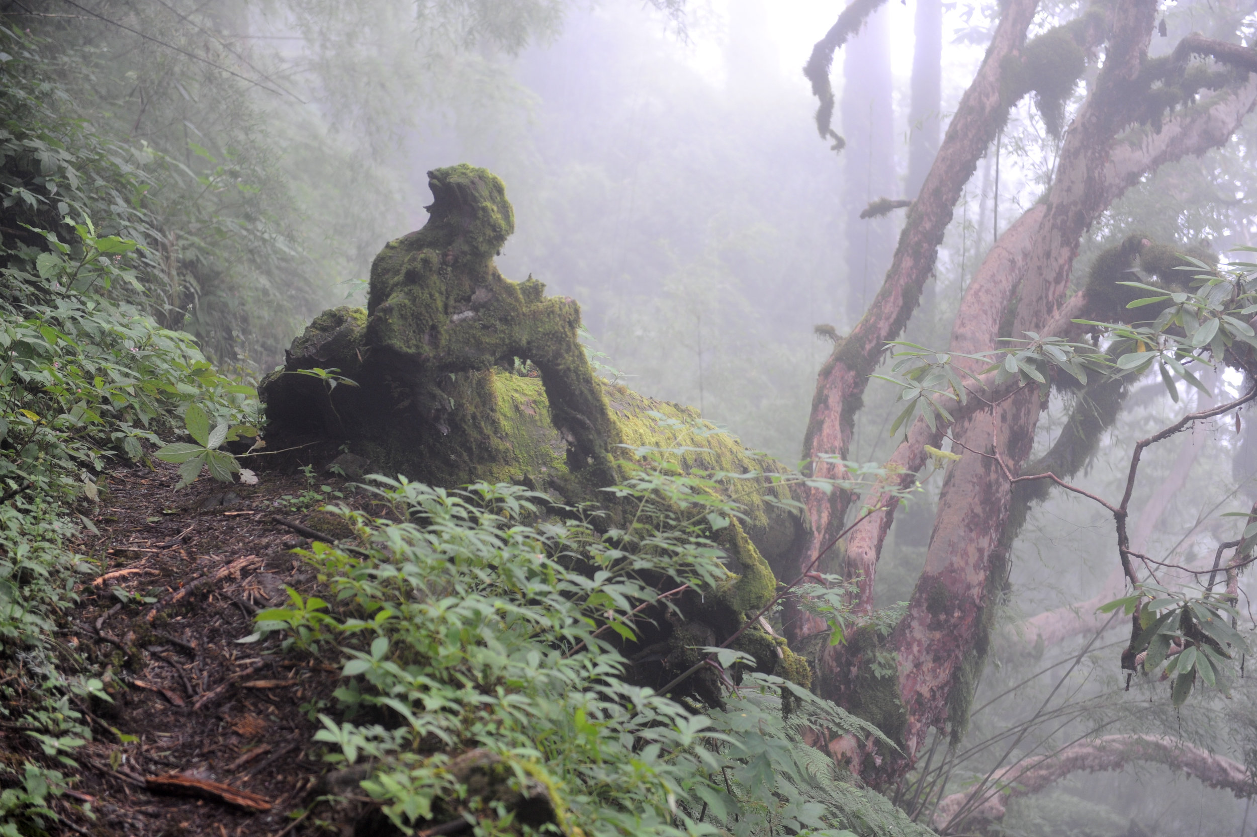 A haunted forest.