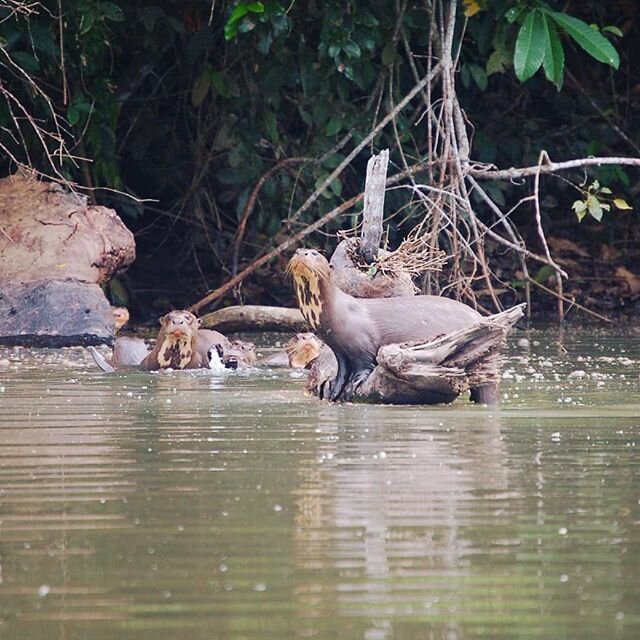 Peru - 2006.
.
.
.
#peru #peruvian #animalphotography #natgeo #travel #traveltheworld #explore #explorer #picoftheday #photooftheday #ancientworld #photography #adventurer #photographyeveryday #naturesbeauty  #ancientcivilization #exploration #otter 