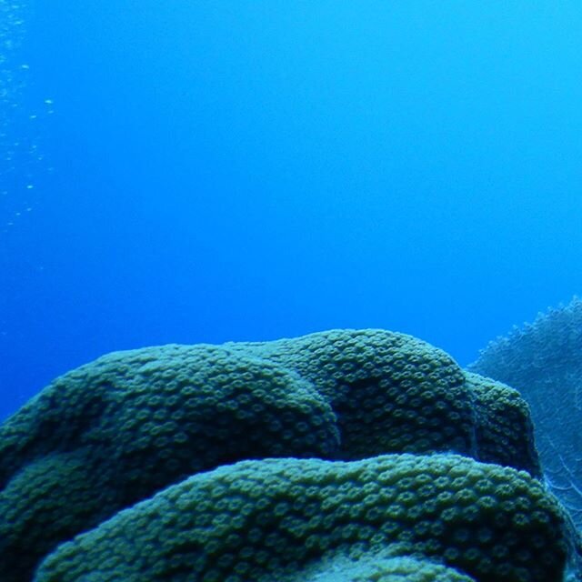 B&eacute;lize 2019
The second largest coral barrier reef in the world.

#oceans #discoverocean #oceanphotography #oceanlovers #oceanlife #underwater #savetheocean #underwaterworld #oceanlover #underwaterphotography #scubalife #deepblue #oceanlove #un
