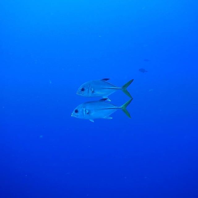 Belize 2019
.
.
.
.
#oceans #discoverocean #oceanphotography #oceanlovers #oceanlife #underwater #savetheocean #underwaterworld #oceanlover #underwaterphotography #scubalife #deepblue #oceanlove #underwaterlife #seaworld #oceanworld #scuba #underwate