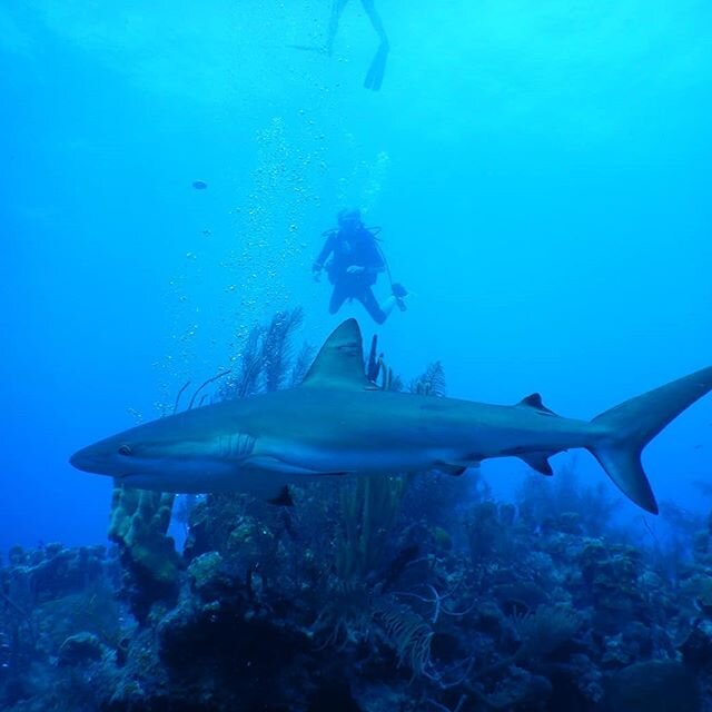 B&eacute;lize 2019
Swimming with sharks &ndash; or sharks swimming with humans?
.
.
.
.
#oceans #discoverocean #oceanphotography #oceanlovers #oceanlife #underwater #savetheocean #underwaterworld #oceanlover #underwaterphotography #scubalife #deepblu