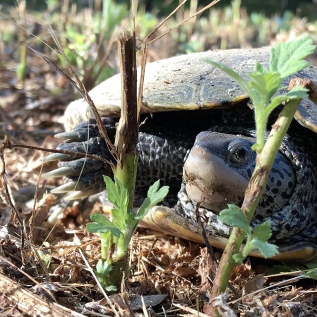 The United States has more native turtle species than any other country -- it is a turtle biodiversity hotspot.Twelve turtle species (including 4 sea turtles) occur in Connecticut. 
I was lucky to meet the beautiful Northern Diamondback Terrapin toda