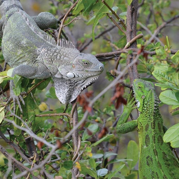 The iguana is very common in Bonaire.
In the wild, iguanas eat a lot of leaves, new shoots, flowers and soft fruits. They get their water from catching rain and condensation on the flowers and leaves of the trees, but most come from their food. Altho