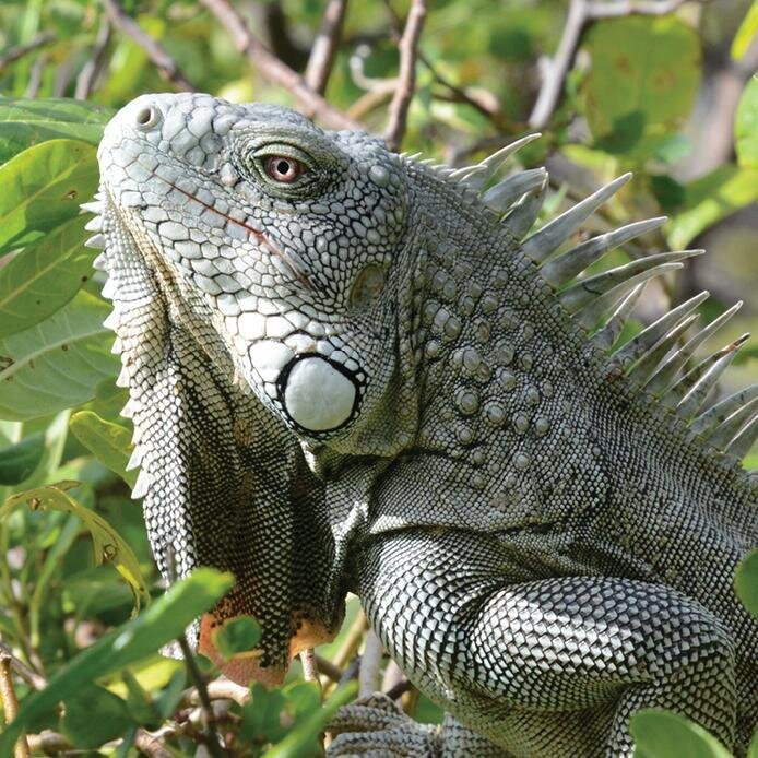 The iguana is very common in Bonaire.
In the wild, iguanas eat a lot of leaves, new shoots, flowers and soft fruits. They get their water from catching rain and condensation on the flowers and leaves of the trees, but most come from their food. Altho