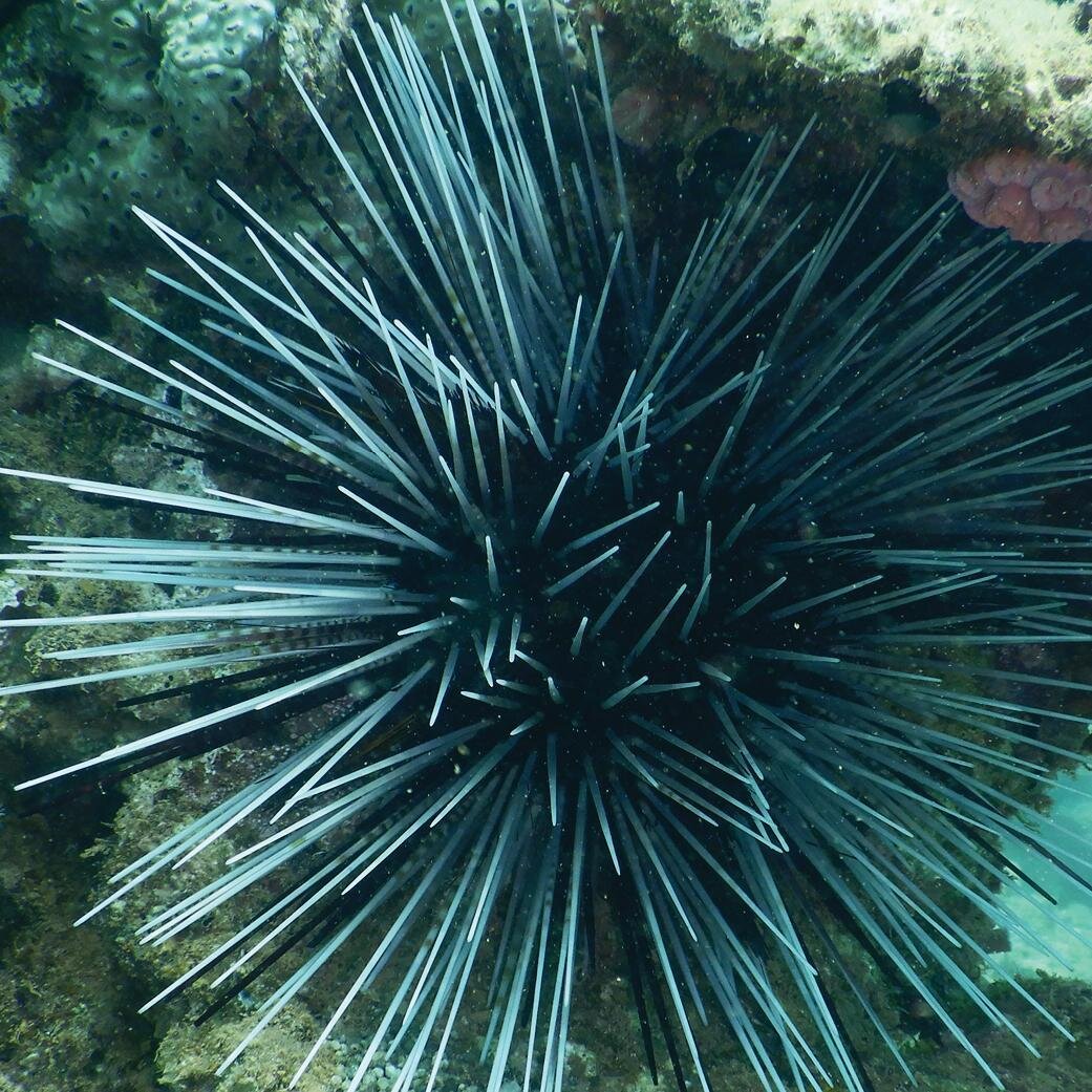 Nice encounters on Ningaloo Reef - Western Australia

#oceans #discoverocean #oceanphotography #oceanlovers #oceanlife #underwater #savetheocean #underwaterworld #oceanlover #underwaterphotography #scubalife #deepblue #oceanlove #underwaterlife #seaw