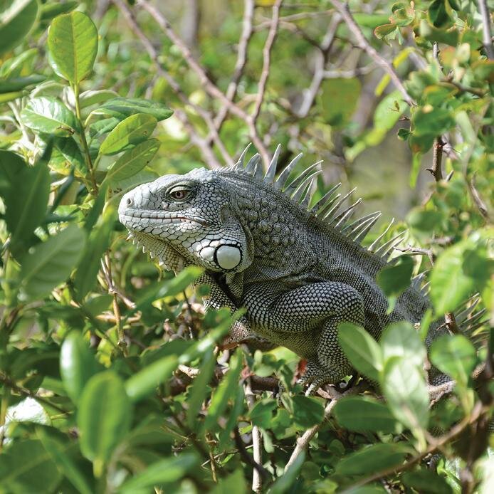 The iguana is very common in Bonaire.
.
In the wild, iguanas eat a lot of leaves, new shoots, flowers and soft fruits. They get their water from catching rain and condensation on the flowers and leaves of the trees, but most come from their food. Alt