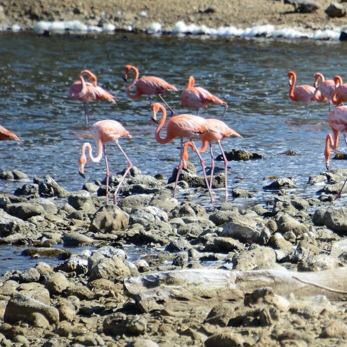 Flamingo find sanctuary in the island of Bonaire

#flamingo #pinkflamingo #animallovers #bonaire #wild #splendid_animals #wildlifeplanet #planet_earth_shots #wildlifeonearth #caribbean #animalkingdom #wildlifephotography #flamantrose #birdphotography