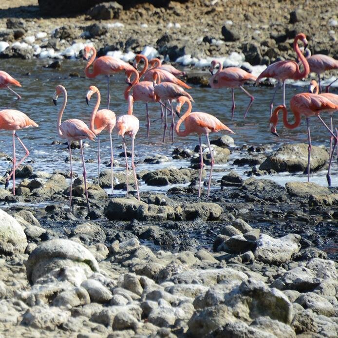 Flamingo find sanctuary in the island of Bonaire

#flamingo #pinkflamingo #animallovers #bonaire #wild #splendid_animals #wildlifeplanet #planet_earth_shots #wildlifeonearth #caribbean #animalkingdom #wildlifephotography #flamantrose #birdphotography