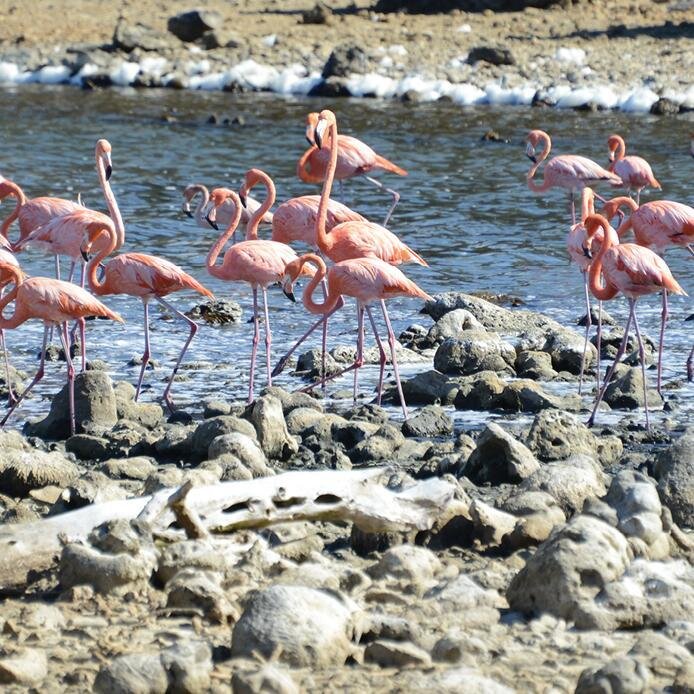 Flamingo find sanctuary in the island of Bonaire

#flamingo #pinkflamingo #animallovers #bonaire #wild #splendid_animals #wildlifeplanet #planet_earth_shots #wildlifeonearth #caribbean #animalkingdom #wildlifephotography #flamantrose #birdphotography